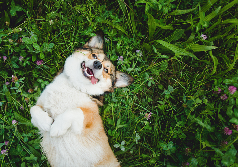 savoir si un chien est heureux