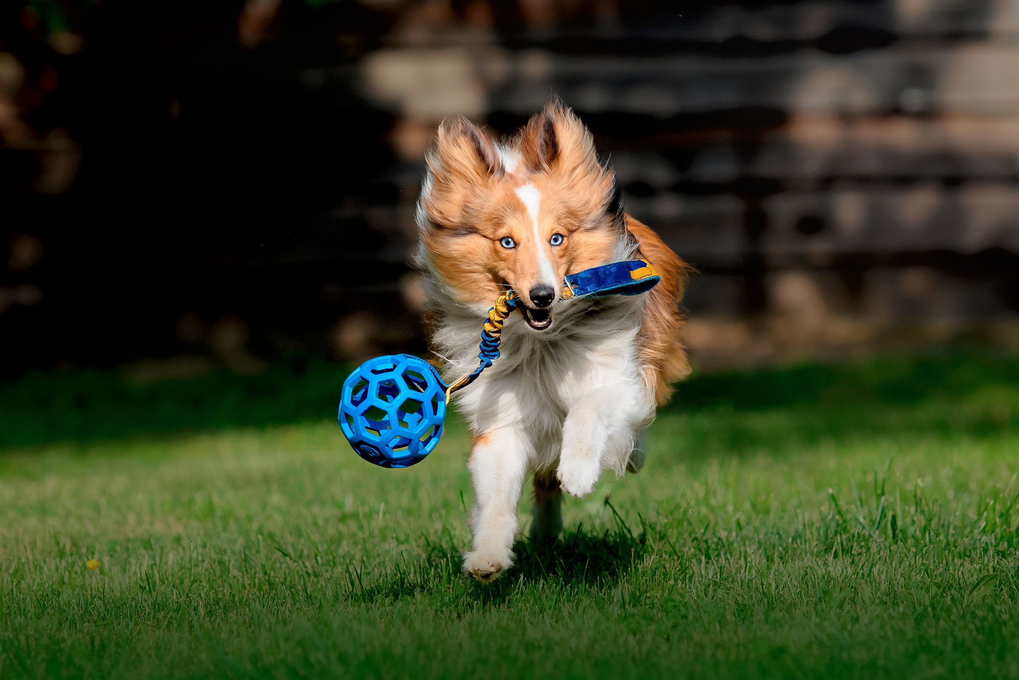 un chien hyperactif