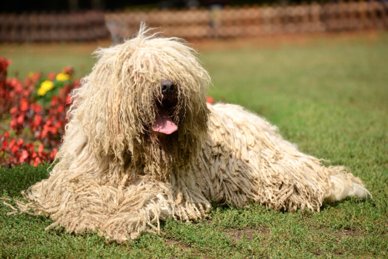 un chien komondor