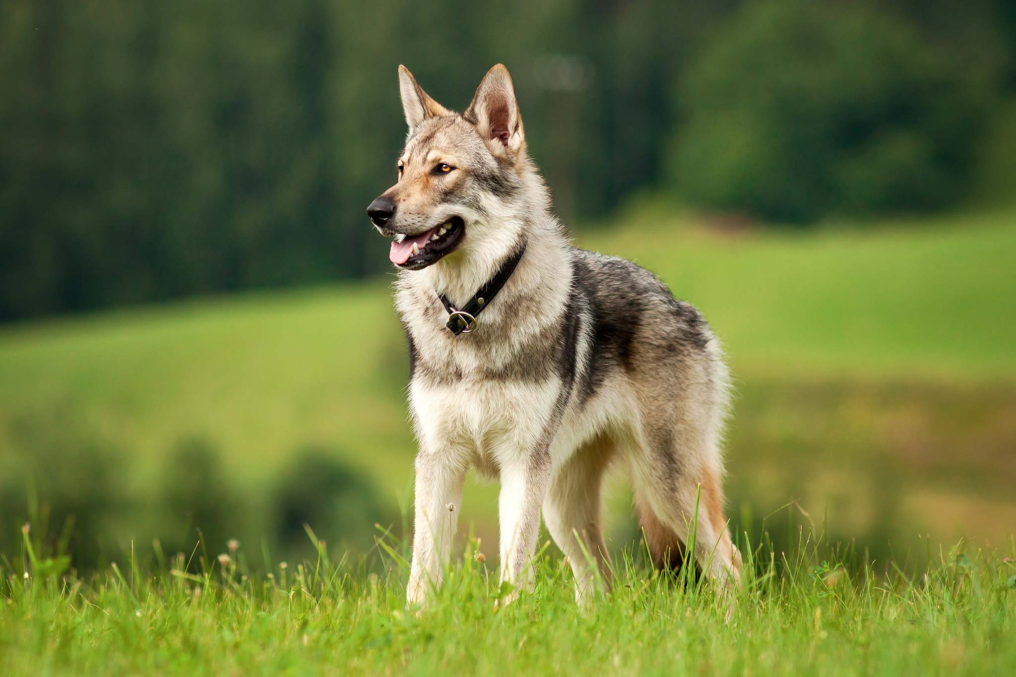 un chien loup