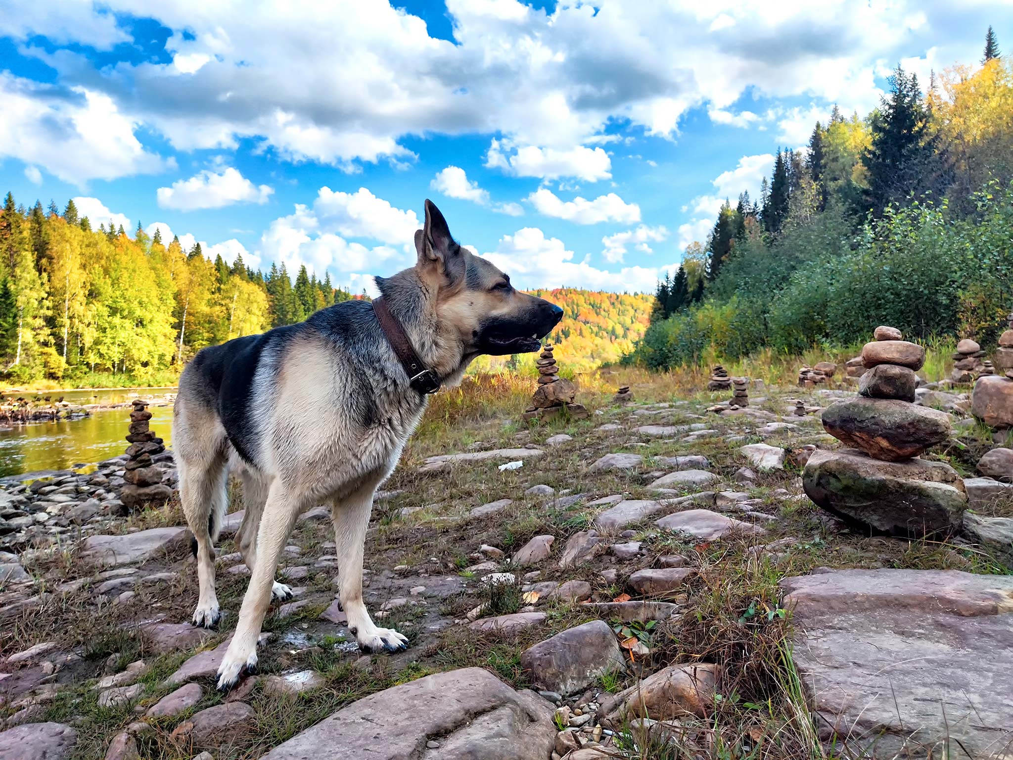 chien qui mange des cailloux