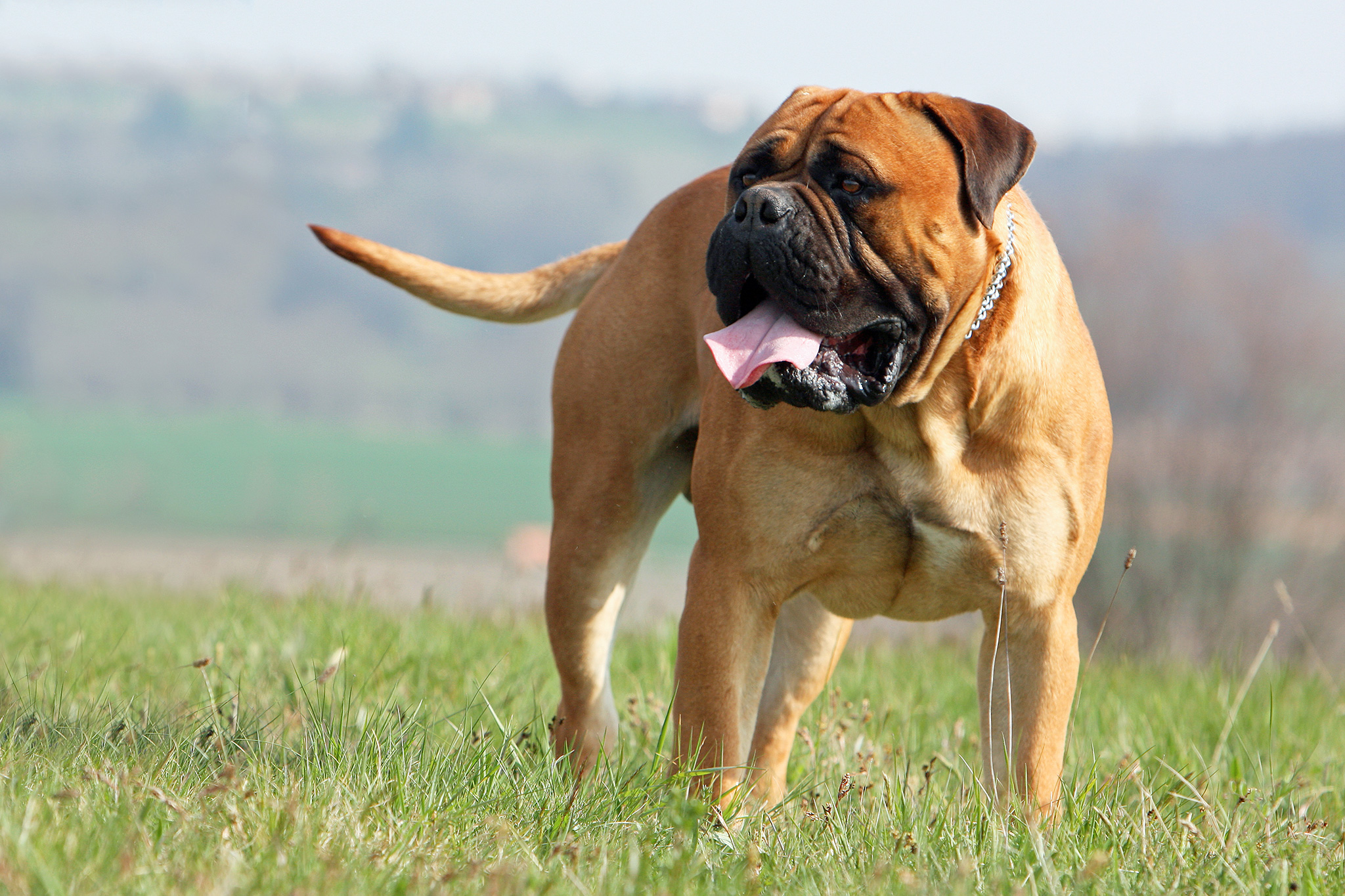 un chien mastiff