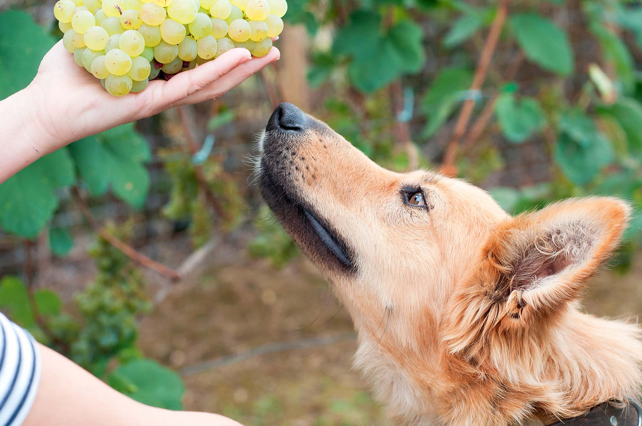 un chien qui mange du raisin