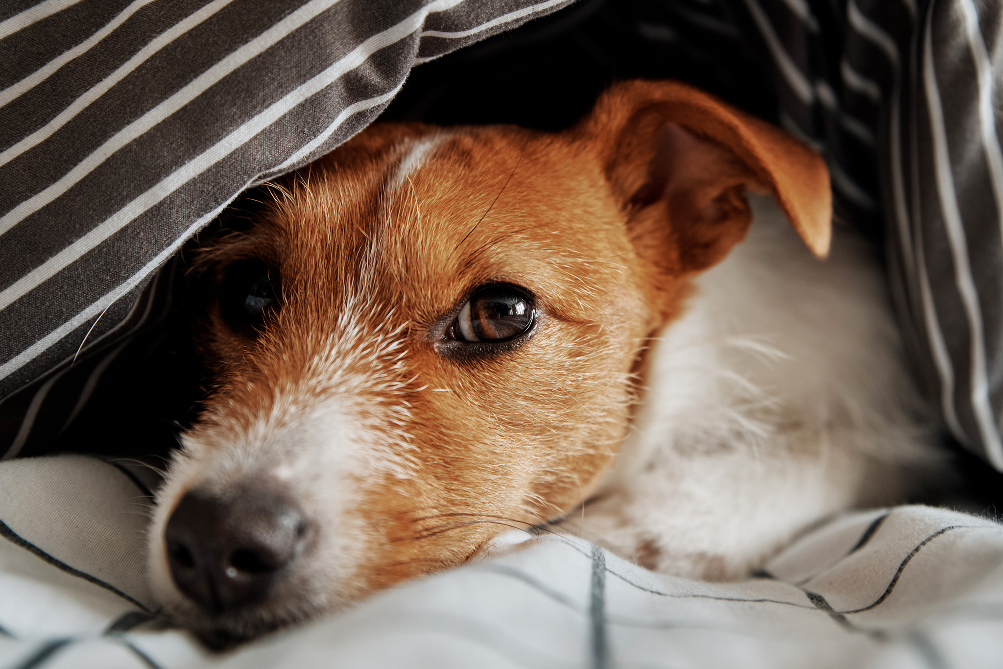 un chien qui a la truffe chaude