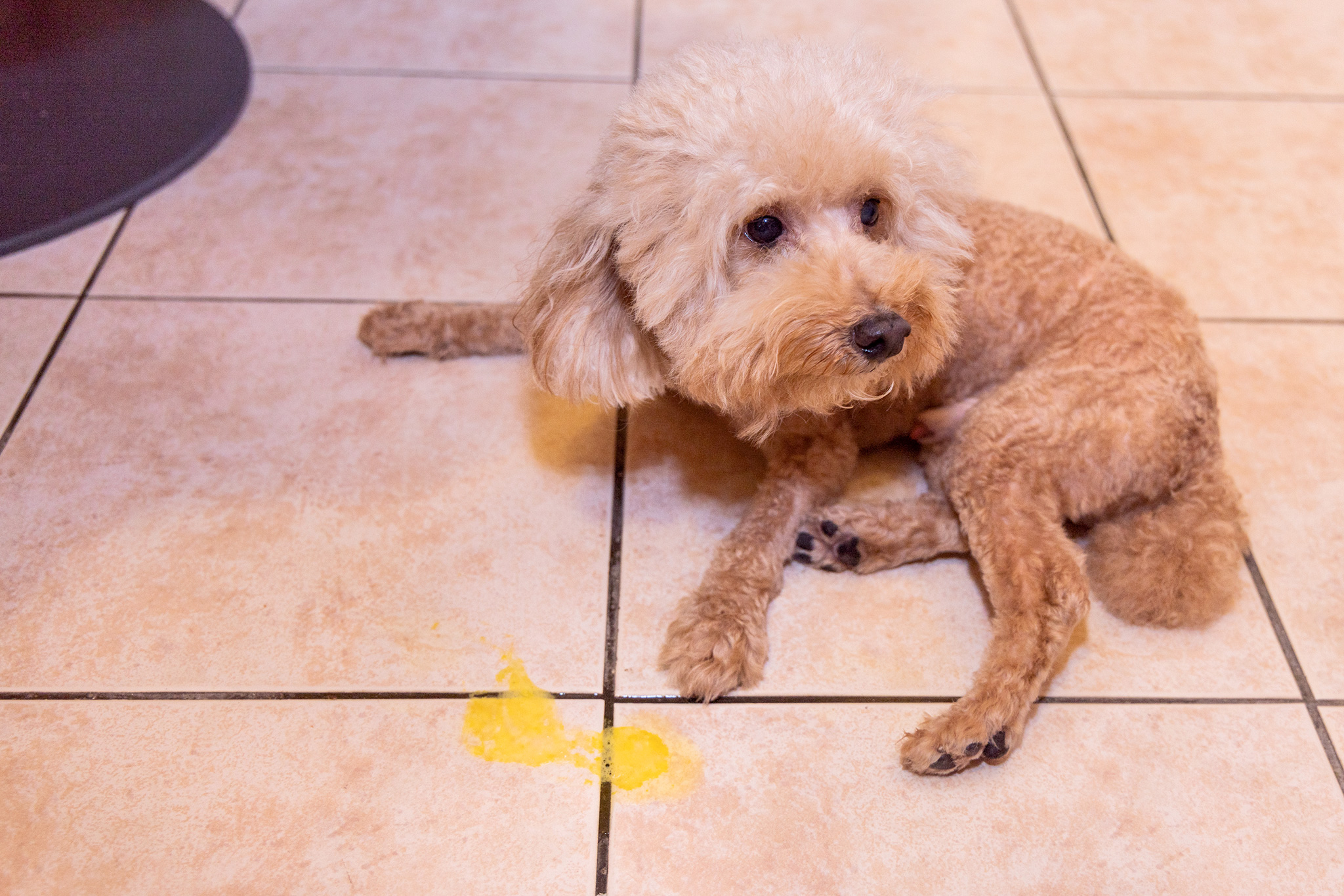 un chien qui vomit de la bile jaune