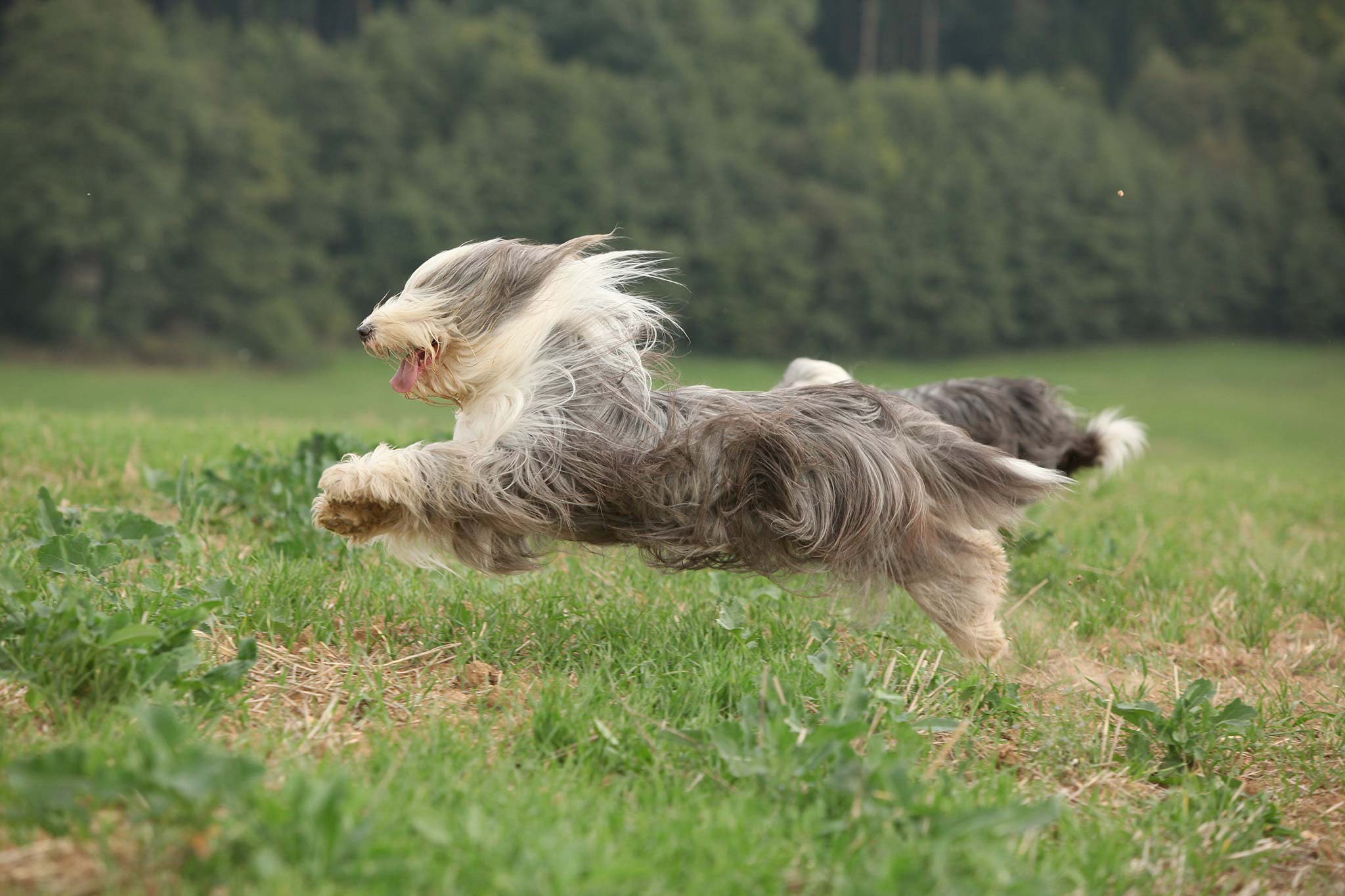 un chien colley barbu