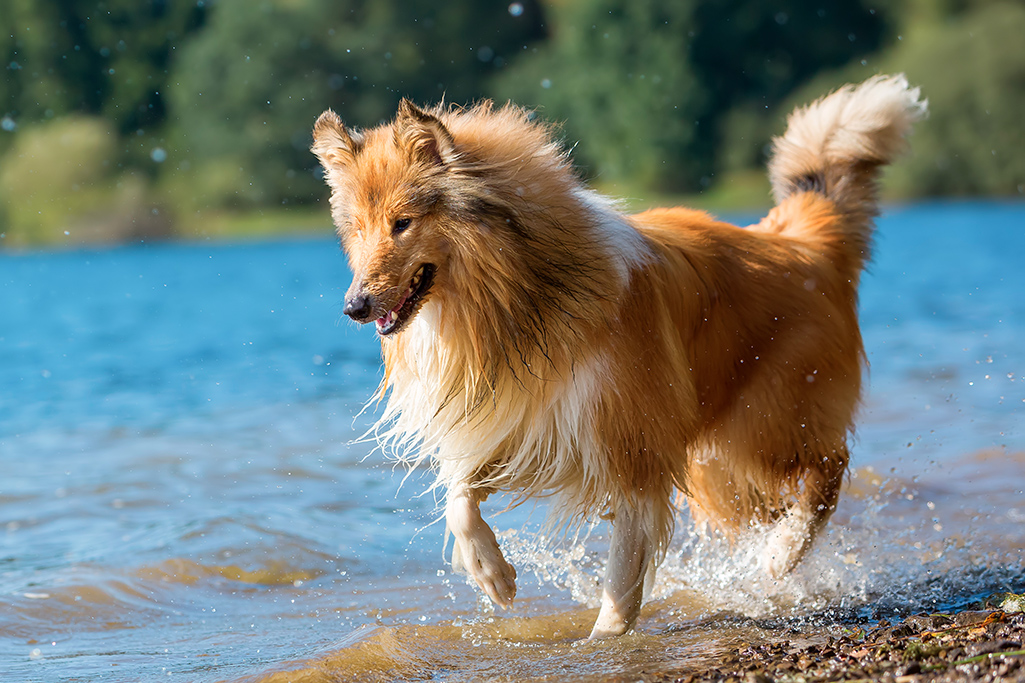 un chien colley à poil long