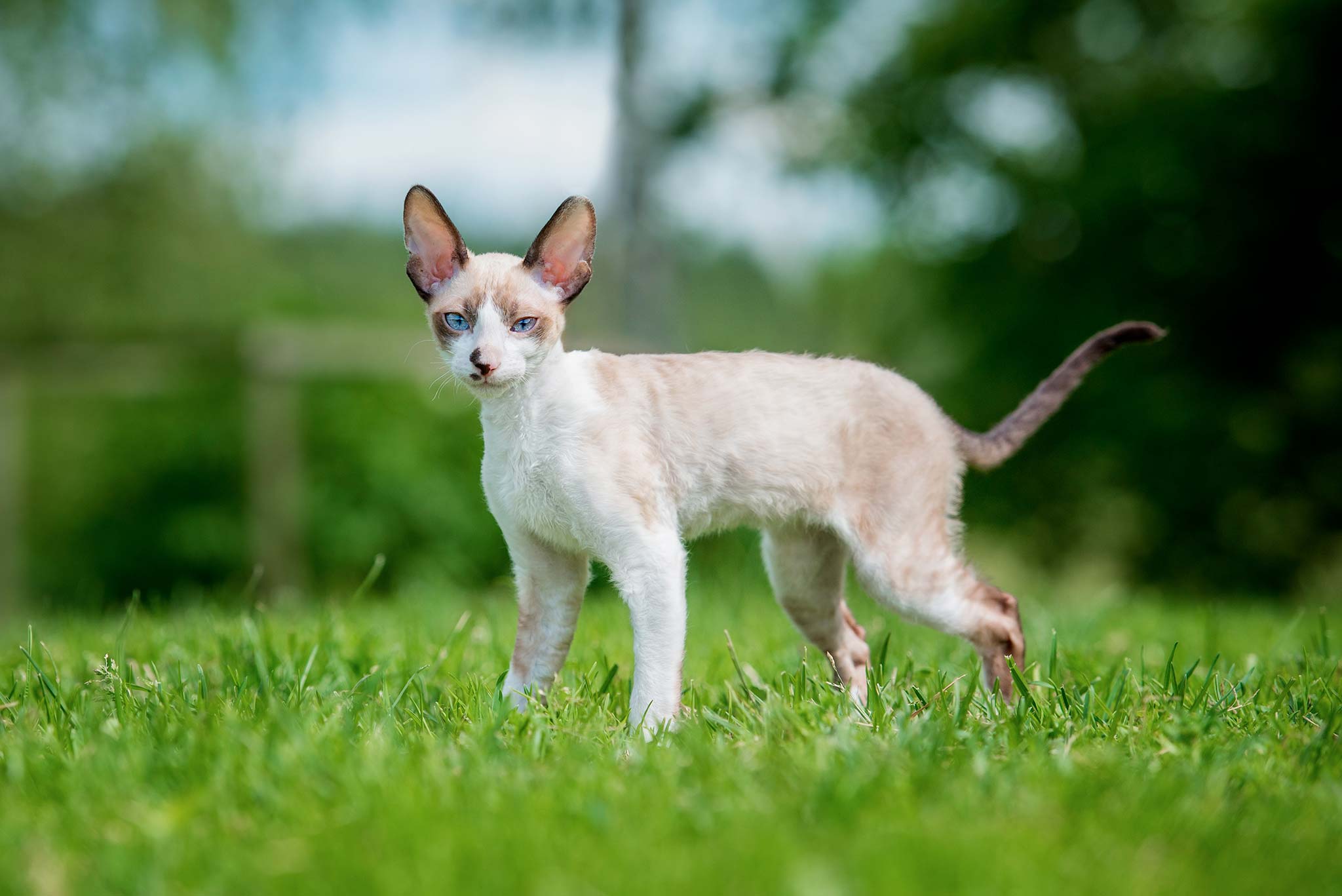 un chat cornish rex