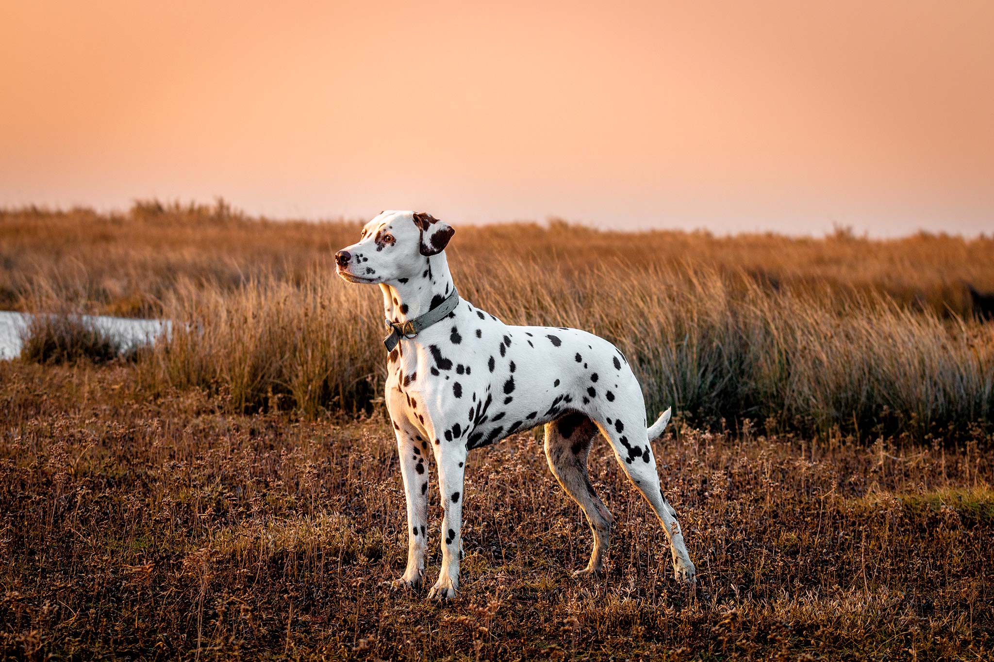 un chien dalmatien