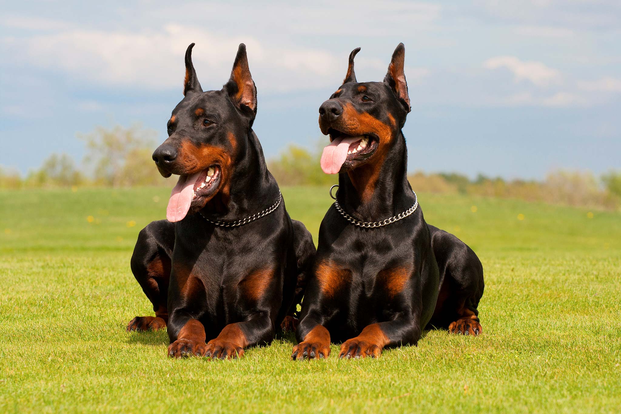 un chien dobermann