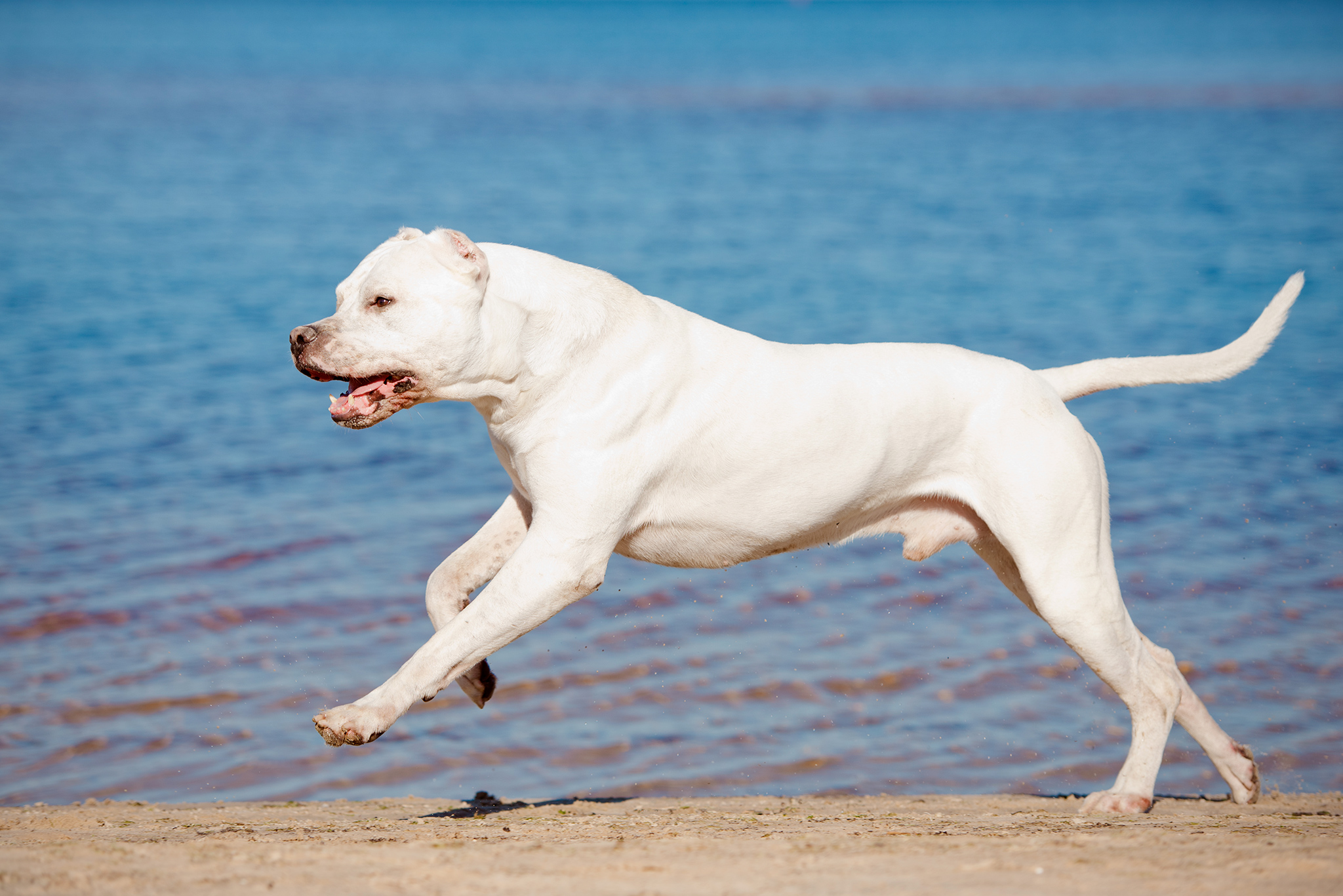 un dogue argentin