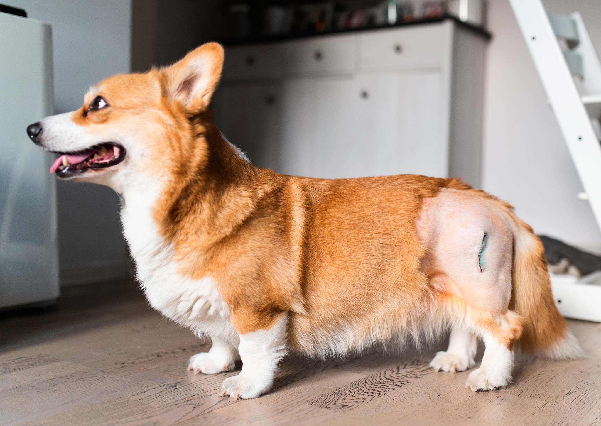 chien opéré d'une dysplasie de la hanche