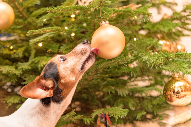 éloigner le chien du sapin de noel