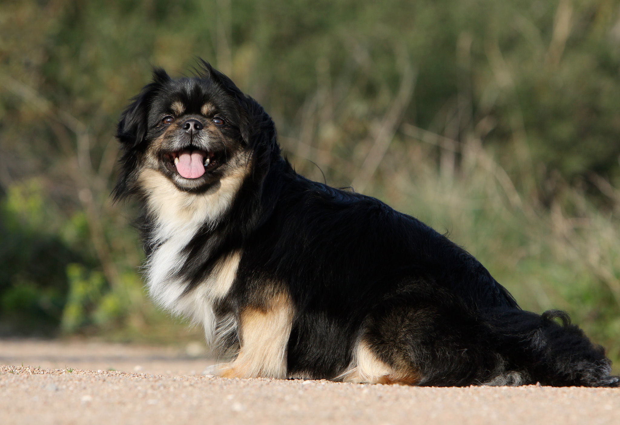 un chien épagneul du tibet