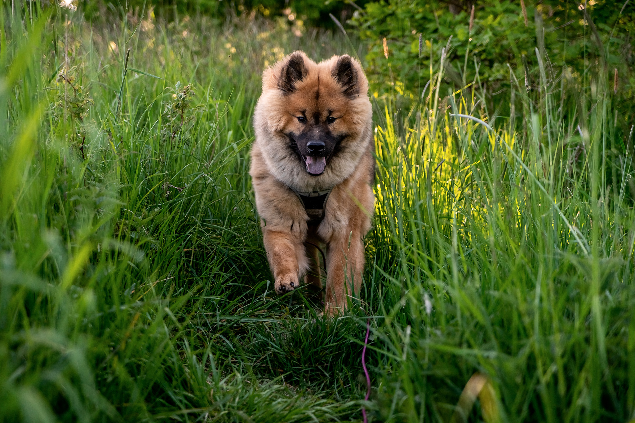 un chien eurasier