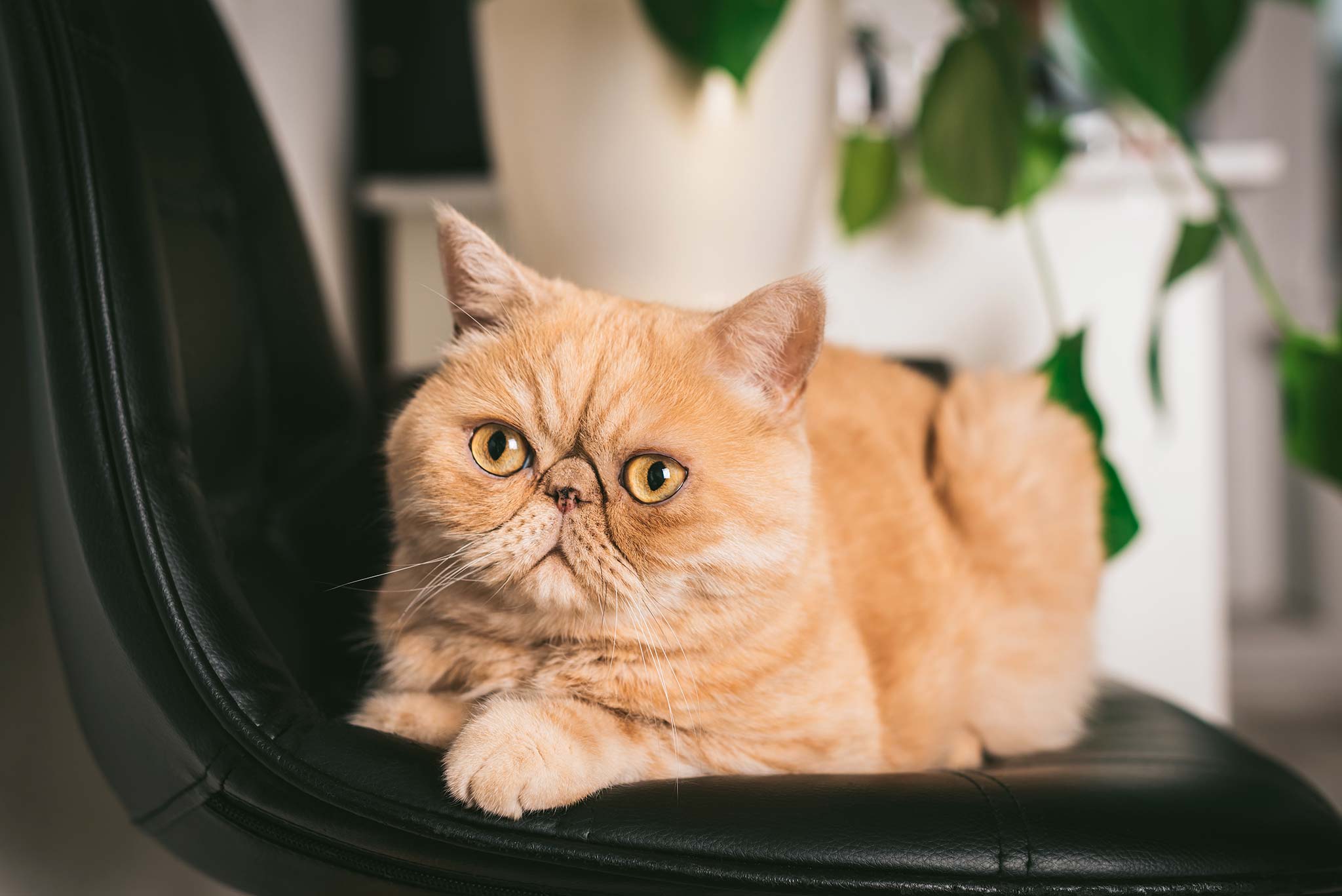 un chat exotic shorthair