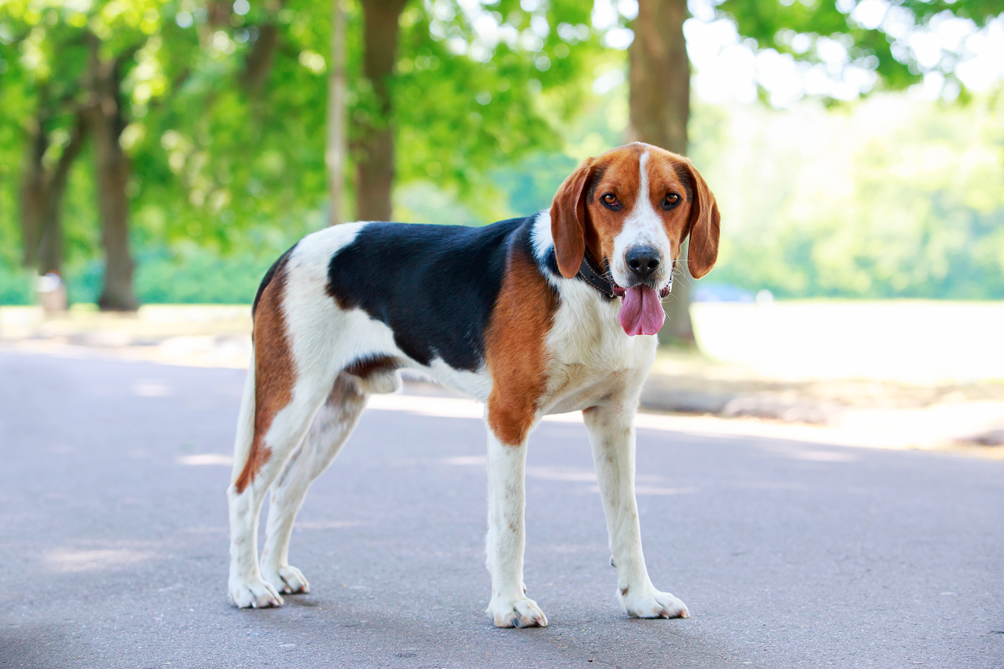 un chien foxhound