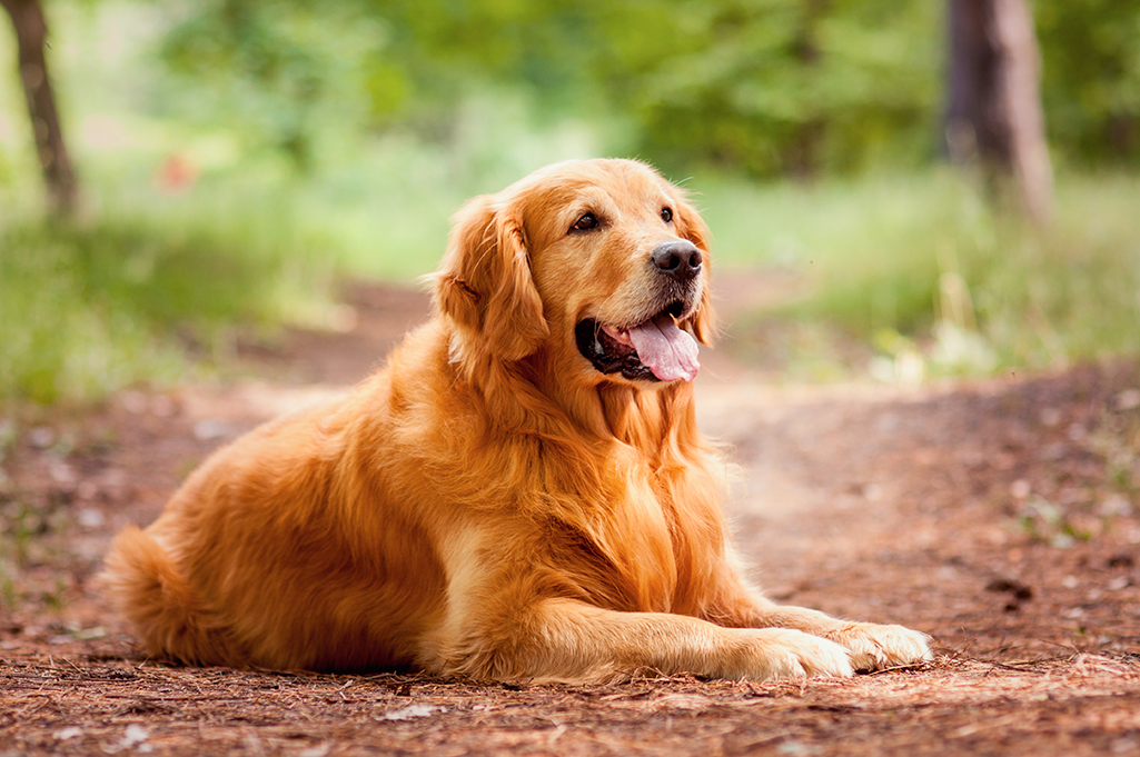 un chien golden retriever