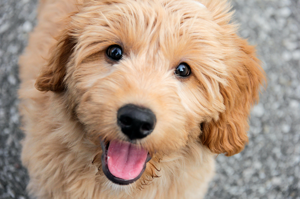 chien goldendoodle