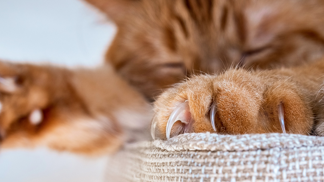 une griffe incarnée chez le chat