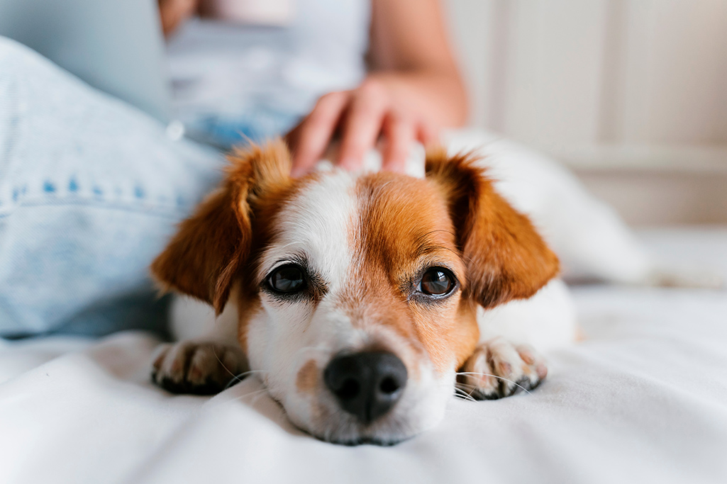 une grossesse nerveuse chez la chienne