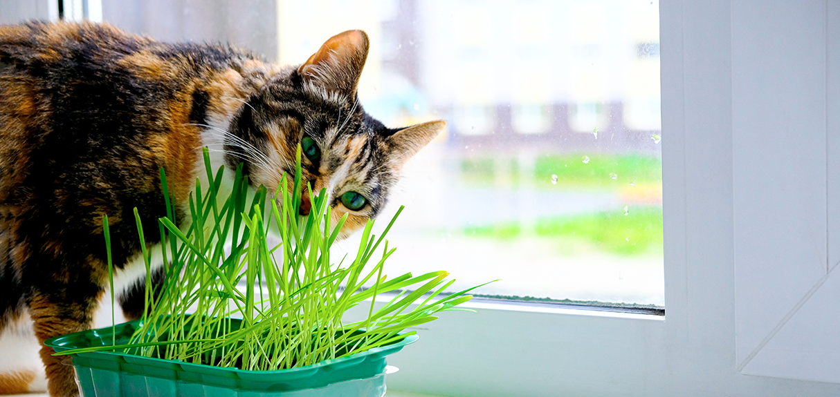 différence herbe à chat et herbe aux chats