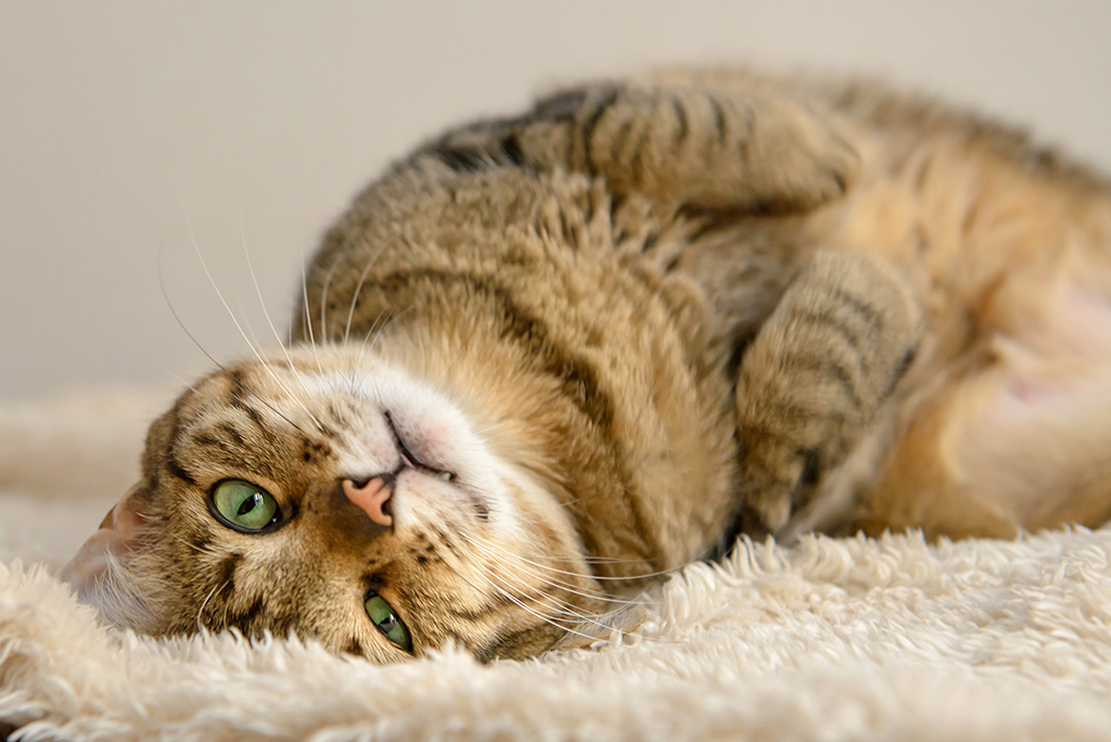 l'hypertension artérielle chez le chat