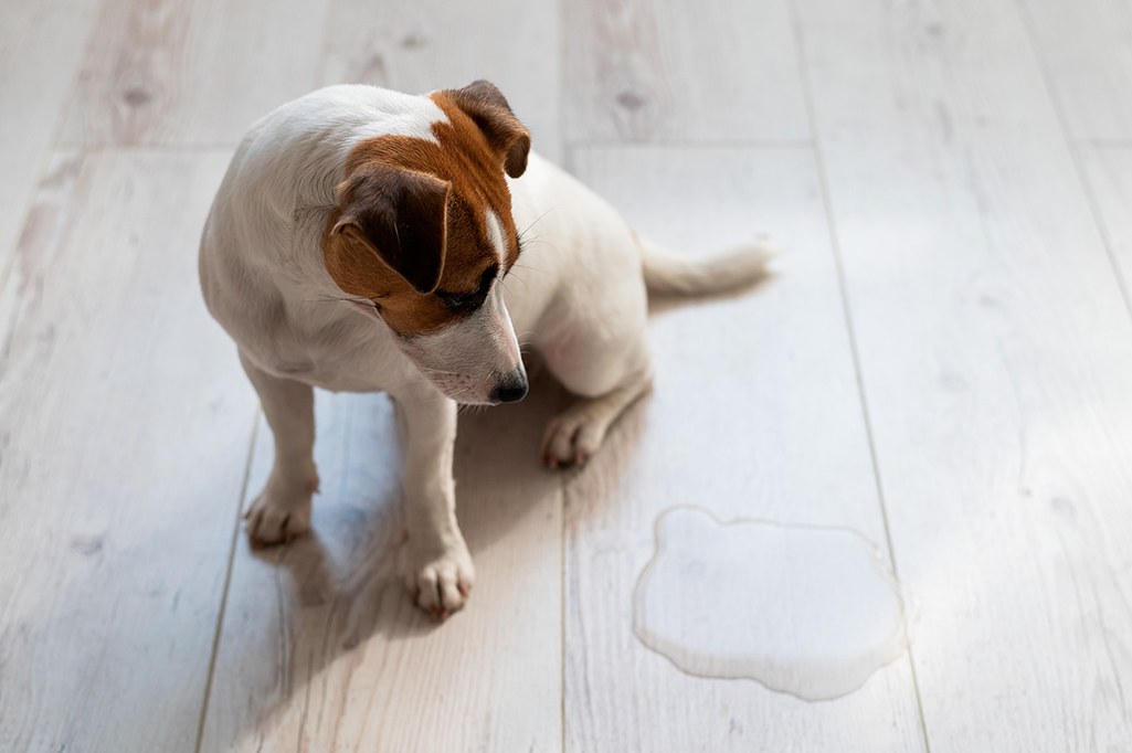 l'incontinence urinaire chez le chien