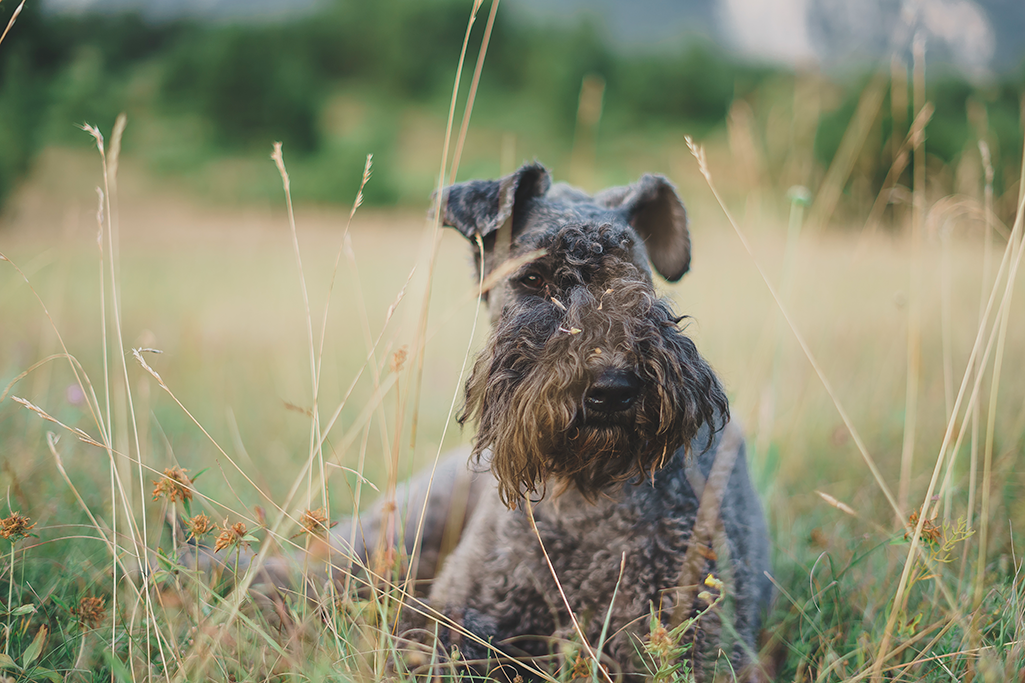 un chien kerry blue terrier