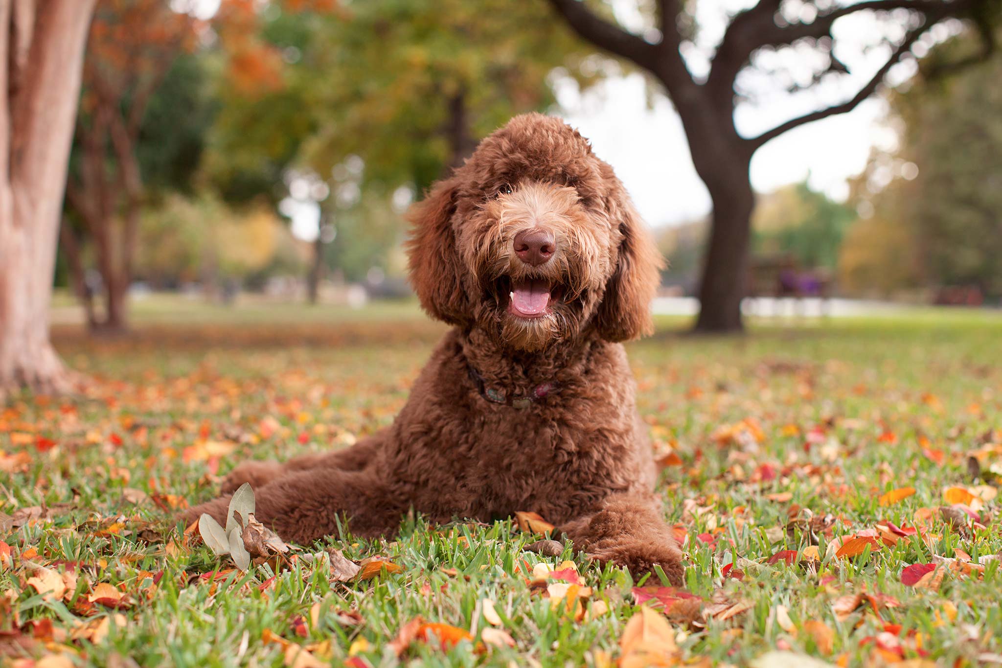 un chien labradoodle