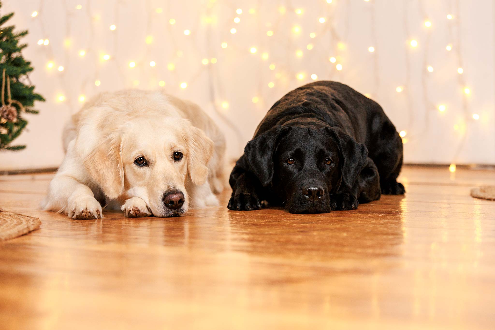 différences entre un labrador retriever et un golden retriever