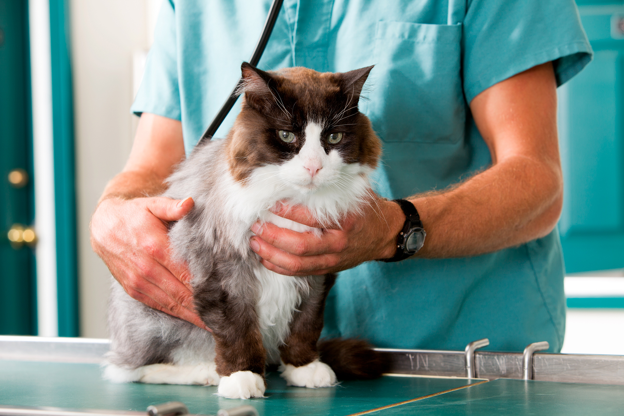 un chat atteint de leucose féline