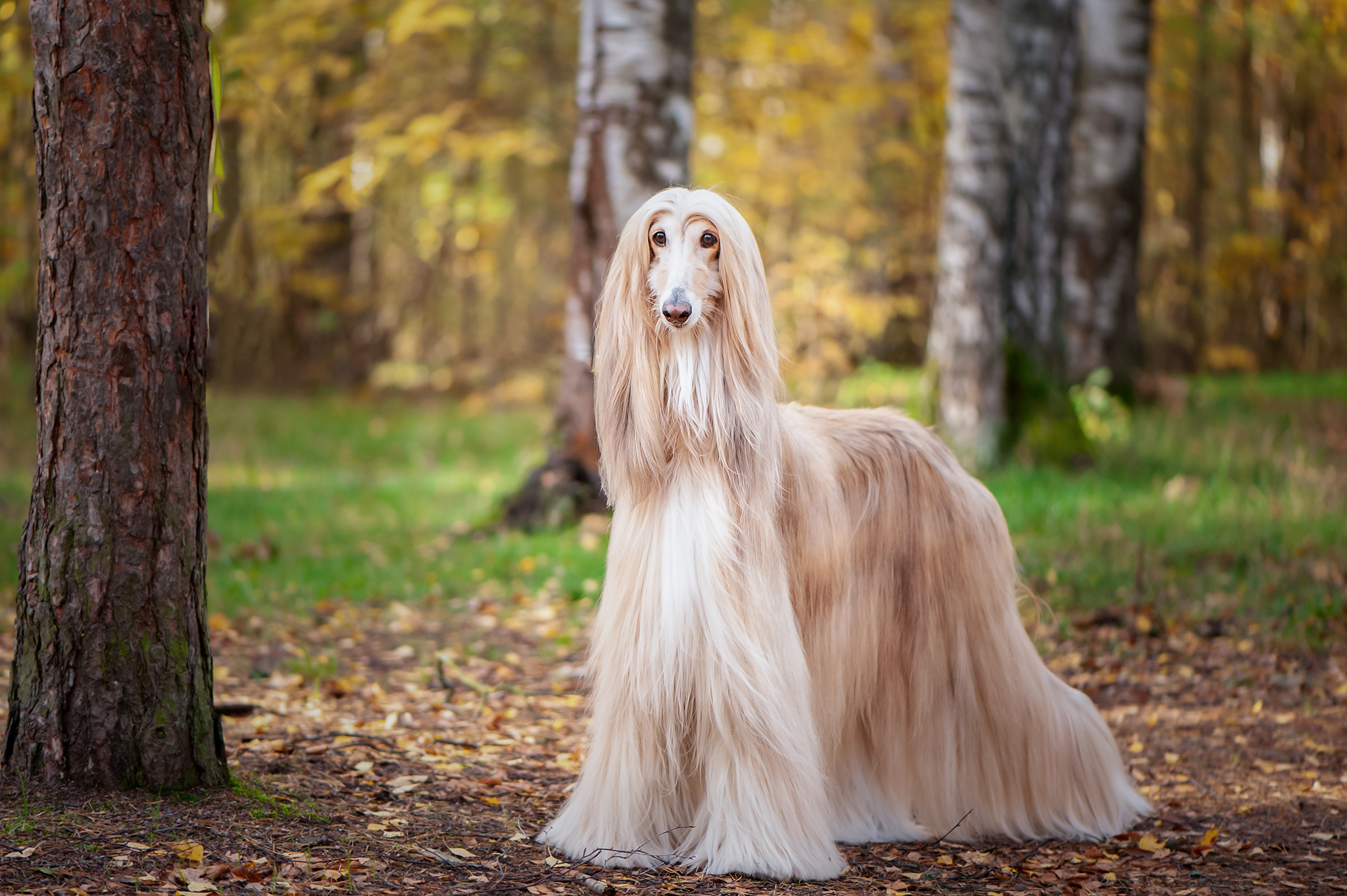 un chien lévrier afghan