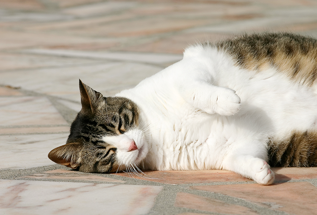 la lipidose hépatique chez le chat