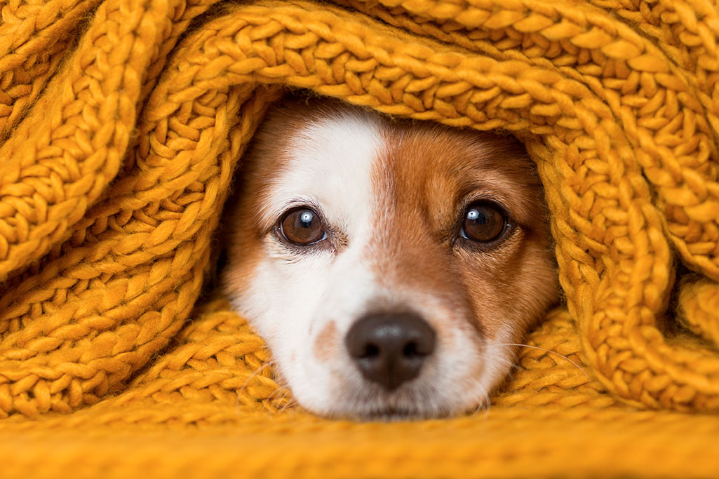 maladie de l'hiver chez le chien