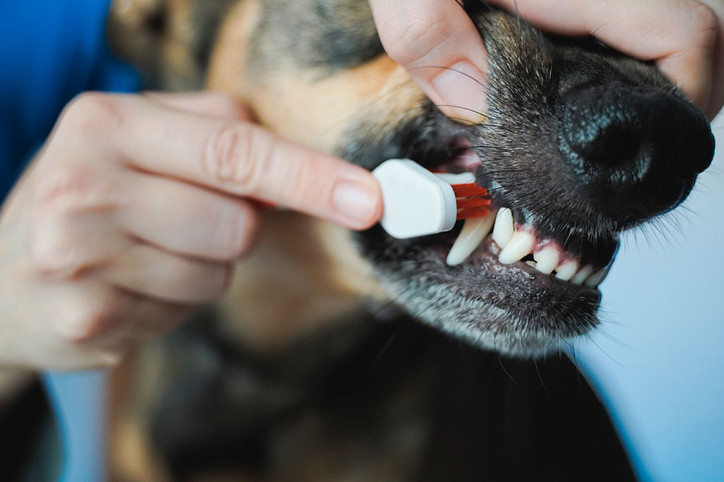 la maladie parodontale chez le chien