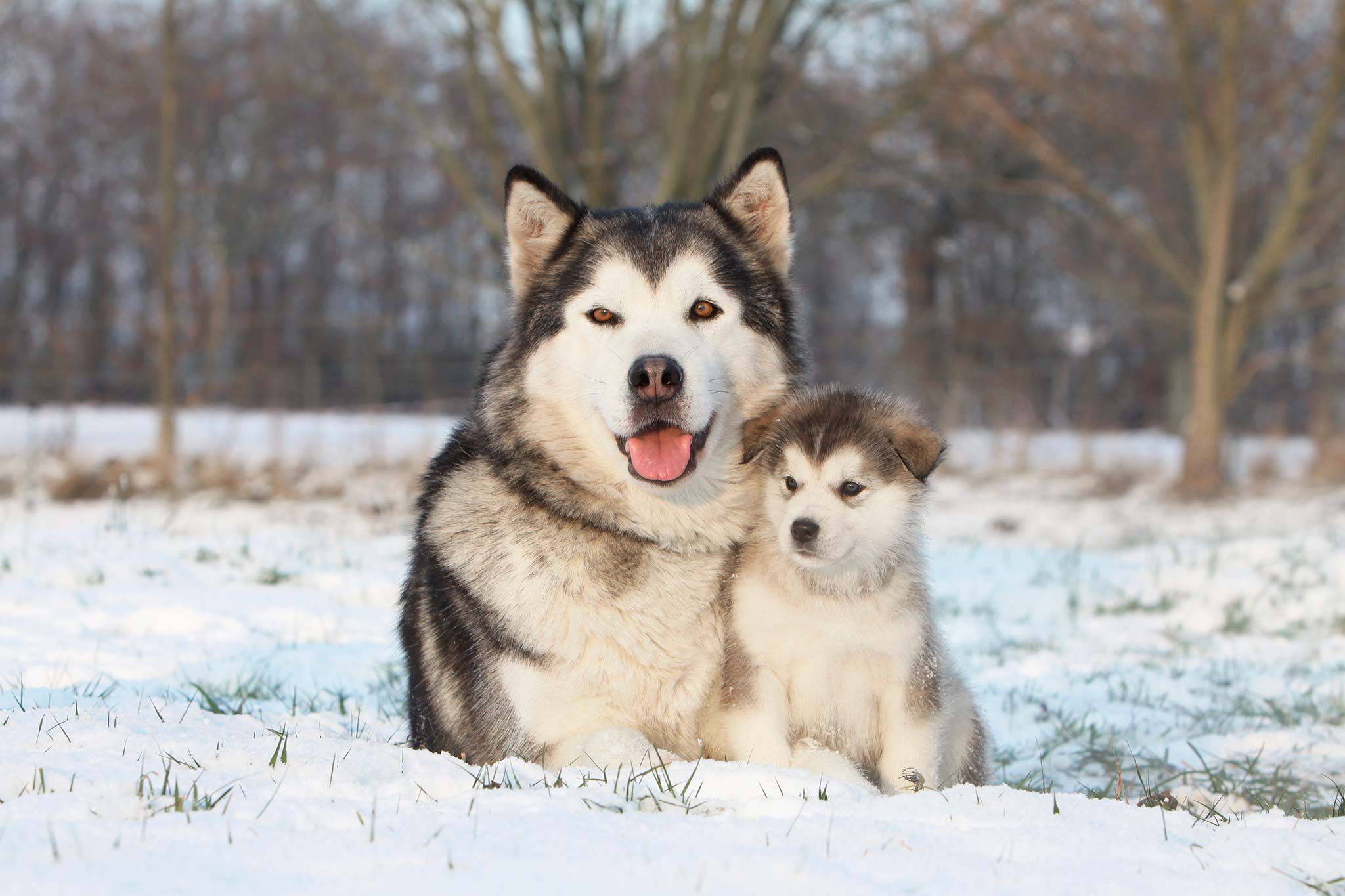 chien malamute d'alaska