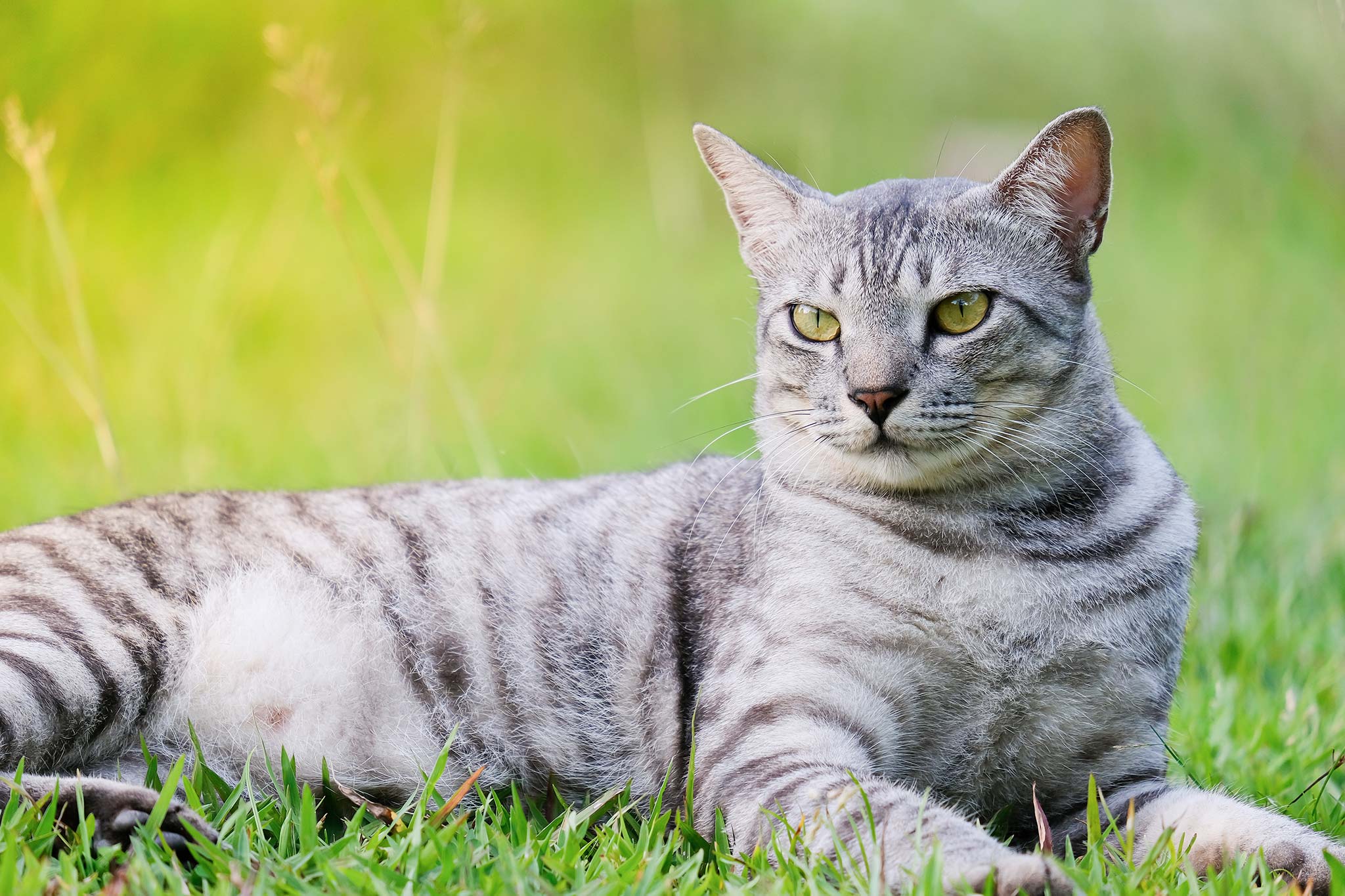 un chat mau égyptien