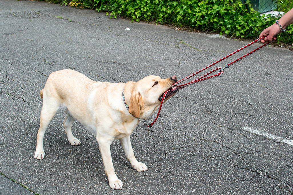 un chien qui mord sa laisse