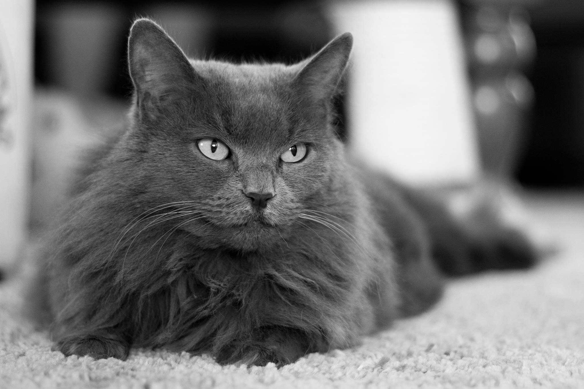 un chat nebelung