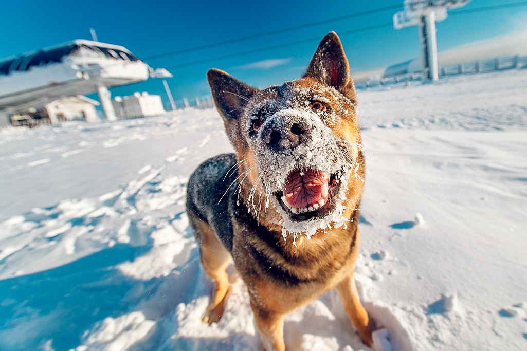 est-ce que la neige est dangereuse pour le chien