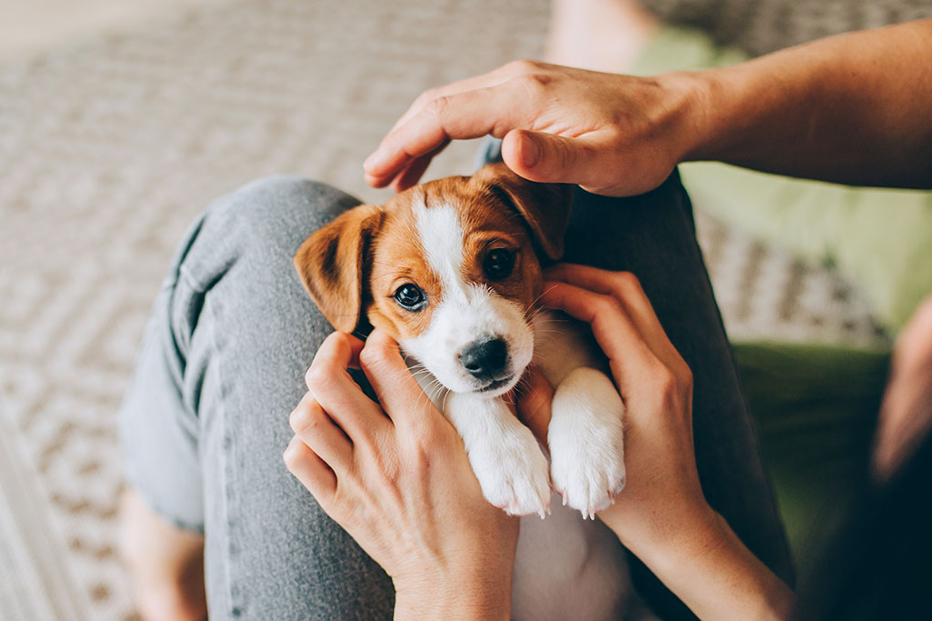 nom de chien en a pour 2025