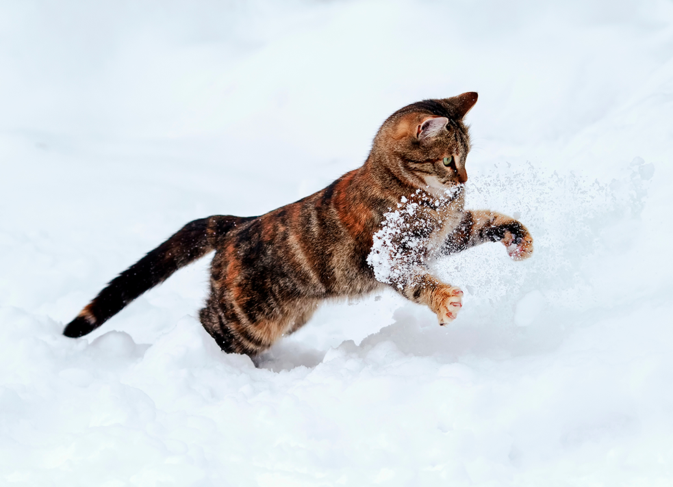 le ski avec son chat