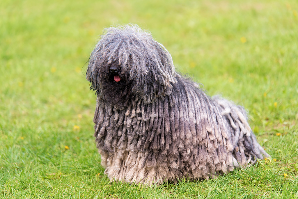 un chien puli