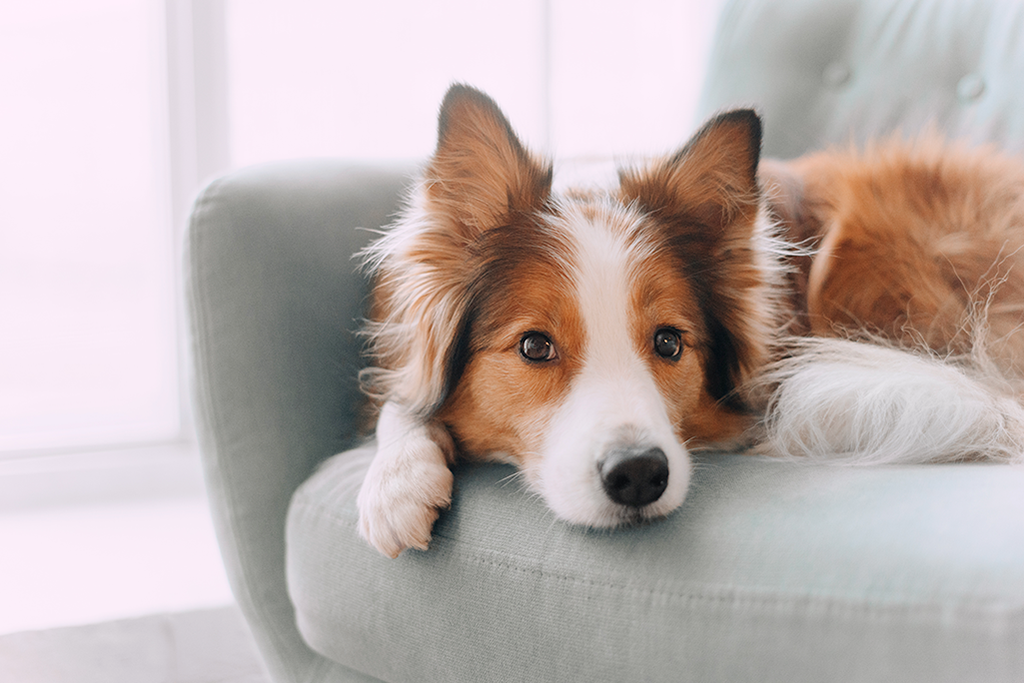 un pyomètre chez la chienne