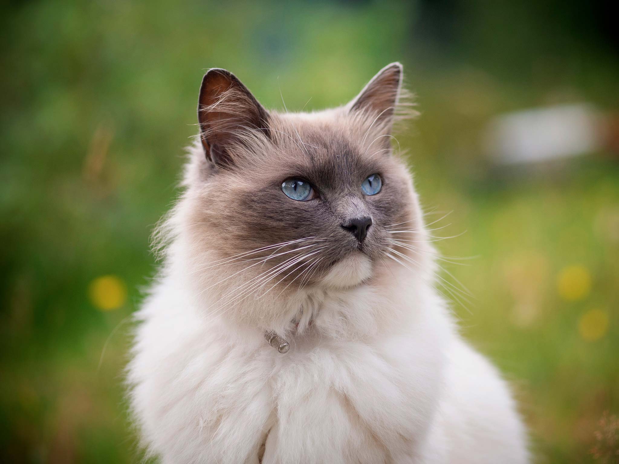 un chat ragdoll