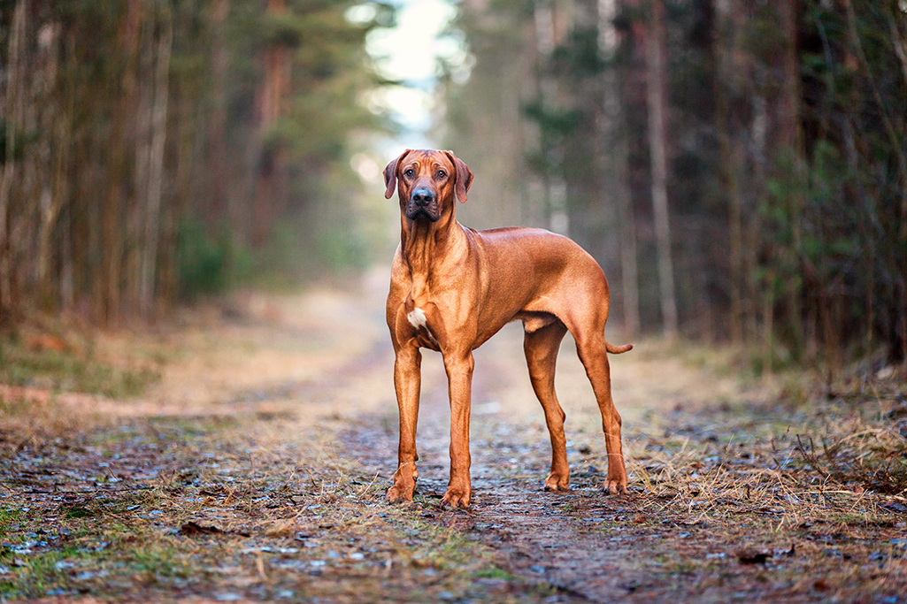 un chien rhodesian ridgeback