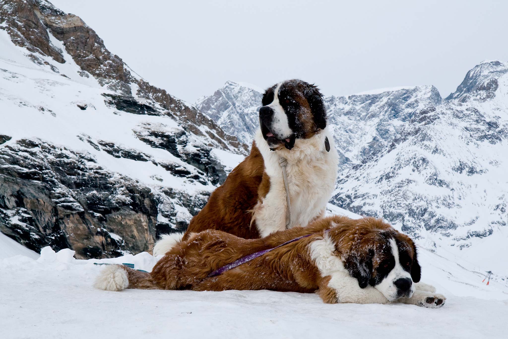 un chien saint-bernard