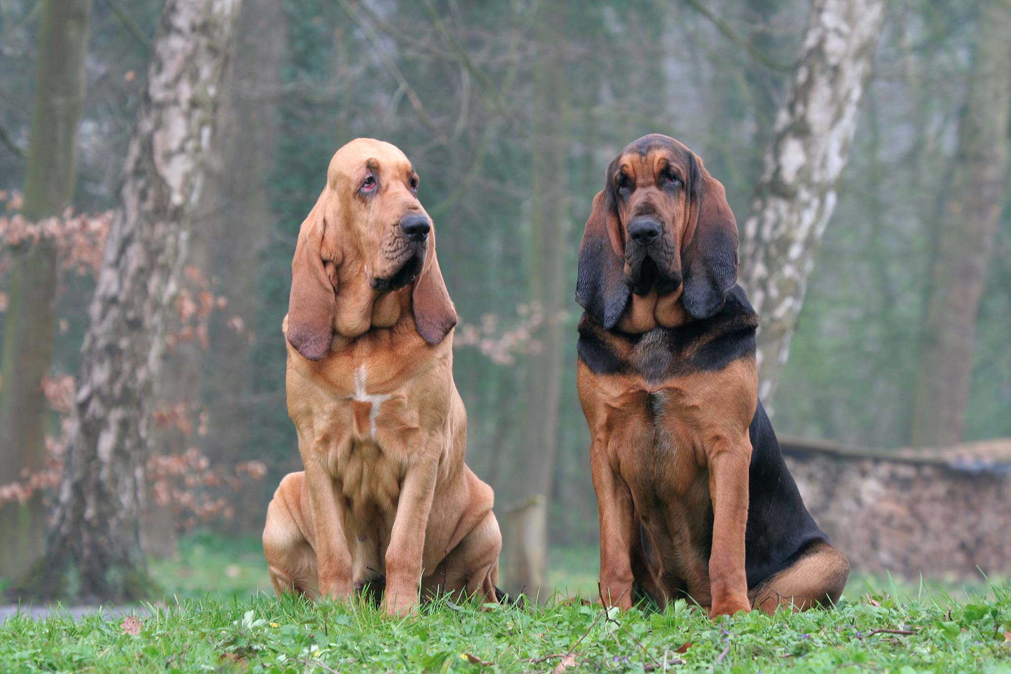 un chien saint-hubert