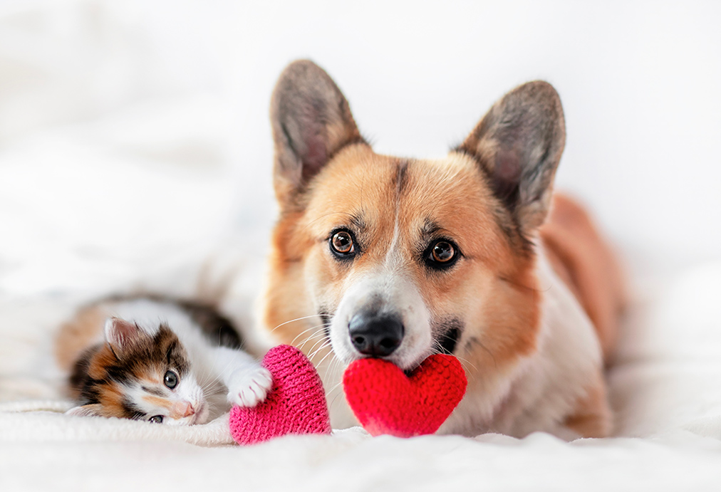 fêter la saint valentin avec son animal